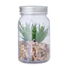 Planta Decorativa Cristal - Cide